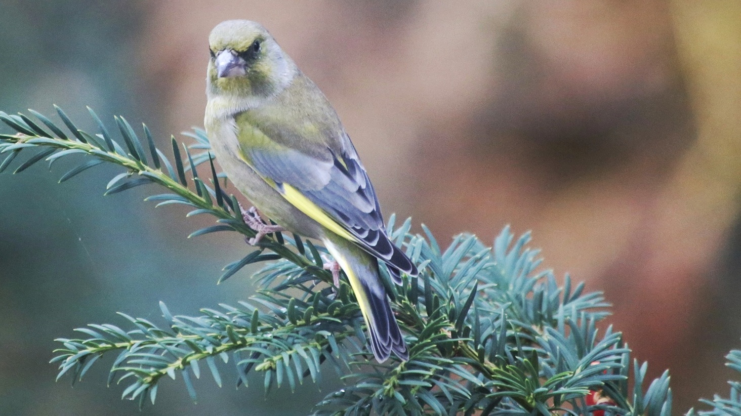 xf710a4a-09aa-4d27-84ba-53c4ae1006c9__Buchfink.jpg xf710a4a-09aa-4d27-84ba-53c4ae1006c9__Buchfink.jpg