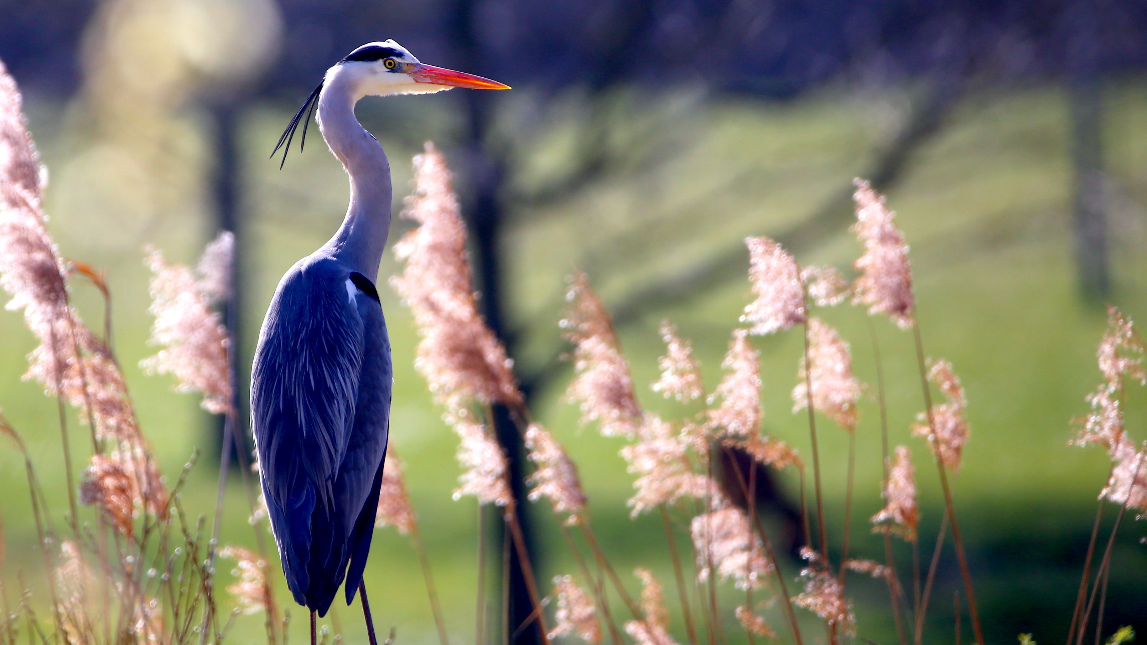 IMG_6534__Graureiher.jpg IMG_6534__Graureiher.jpg