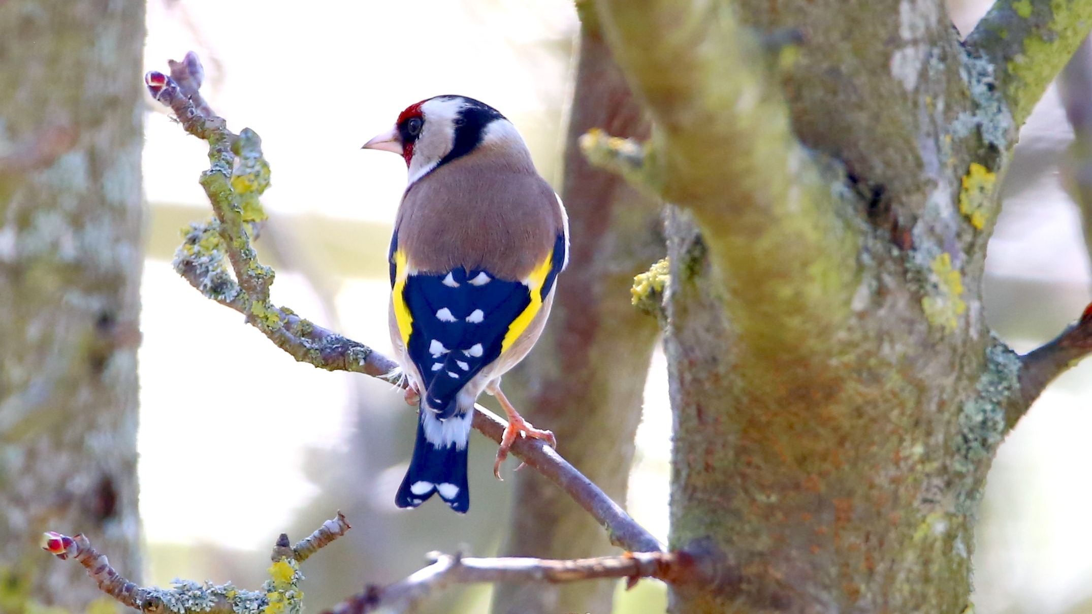 IMG_6603__Stieglitz.jpg IMG_6603__Stieglitz.jpg