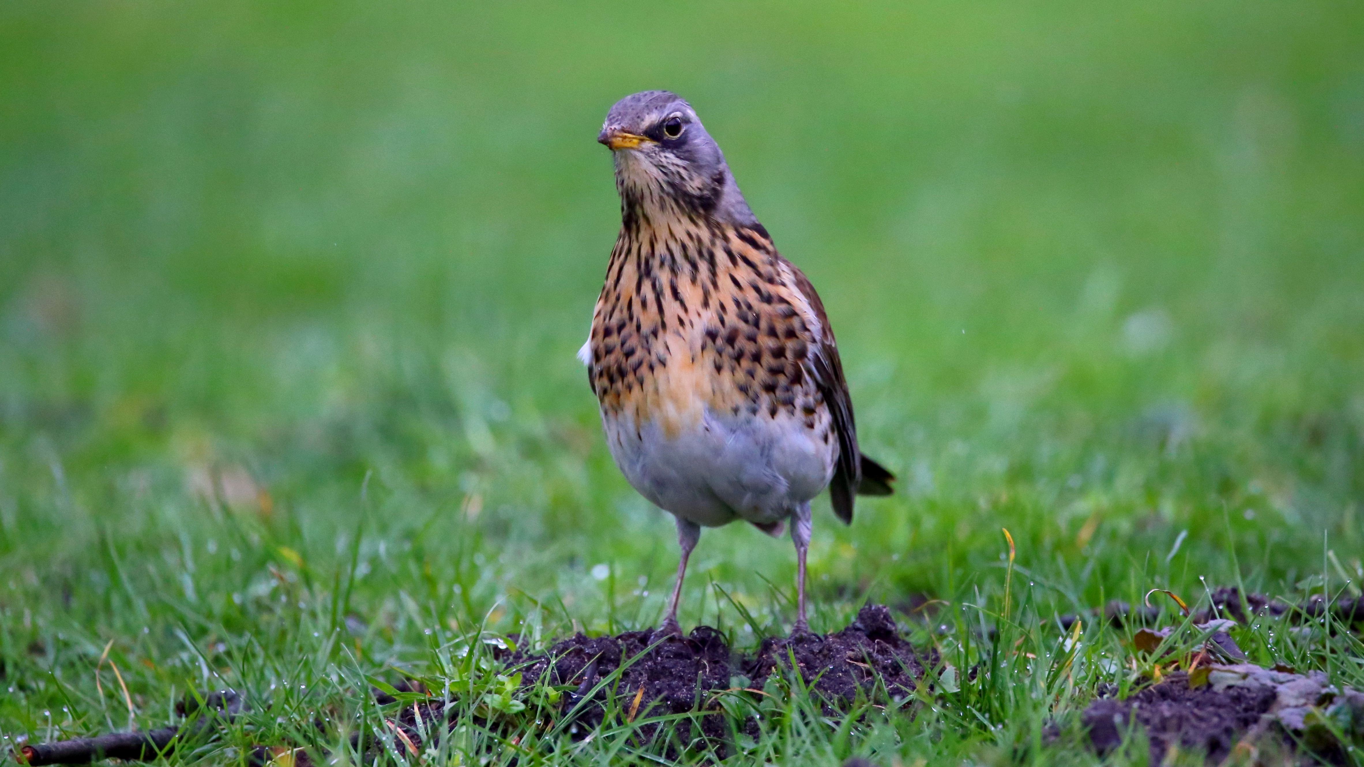 img_6992__Wachholderdrossel.jpg img_6992__Wachholderdrossel.jpg