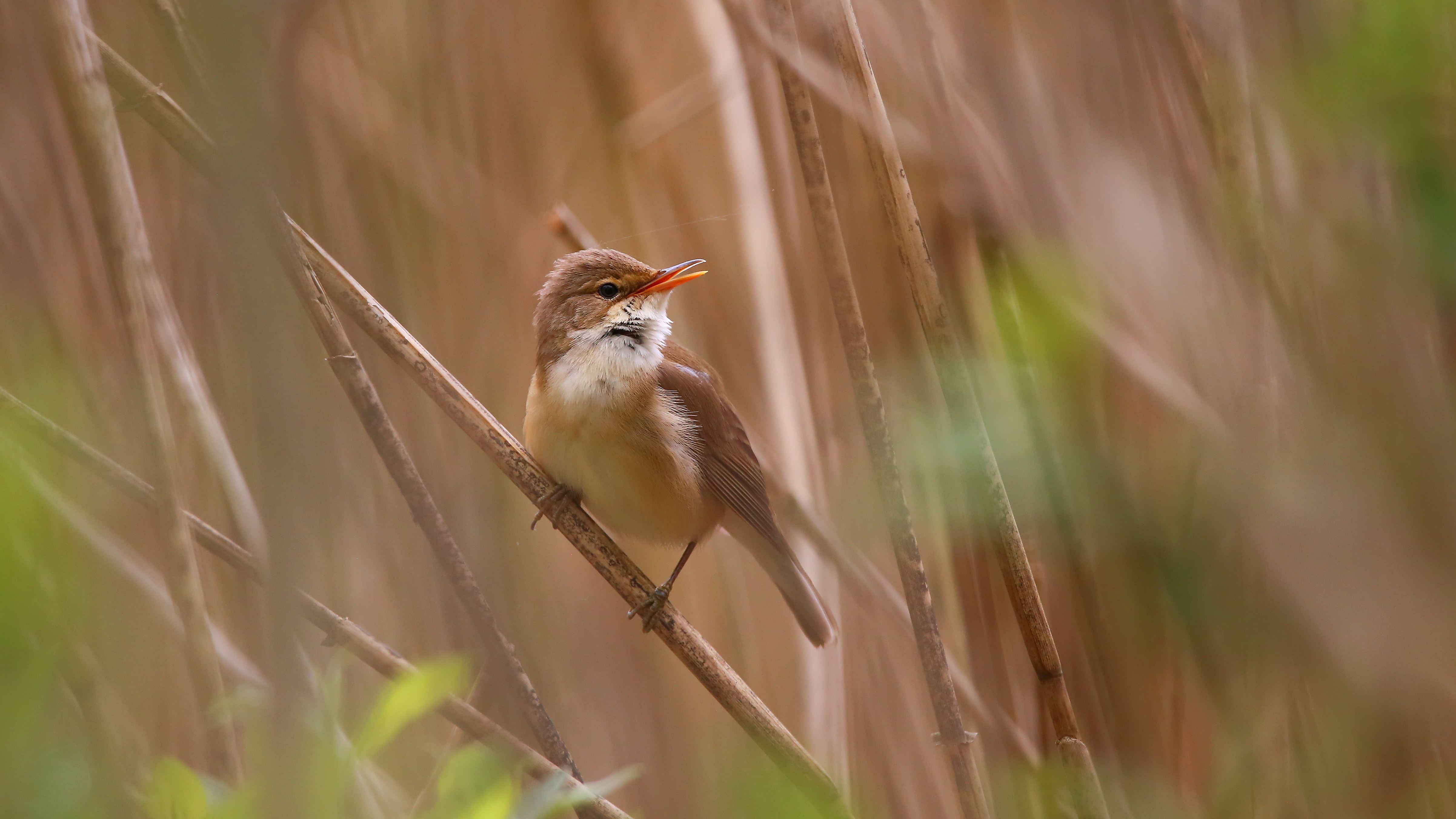 IMG_7426__Sumpfrohrsaenger.jpg IMG_7426__Sumpfrohrsaenger.jpg