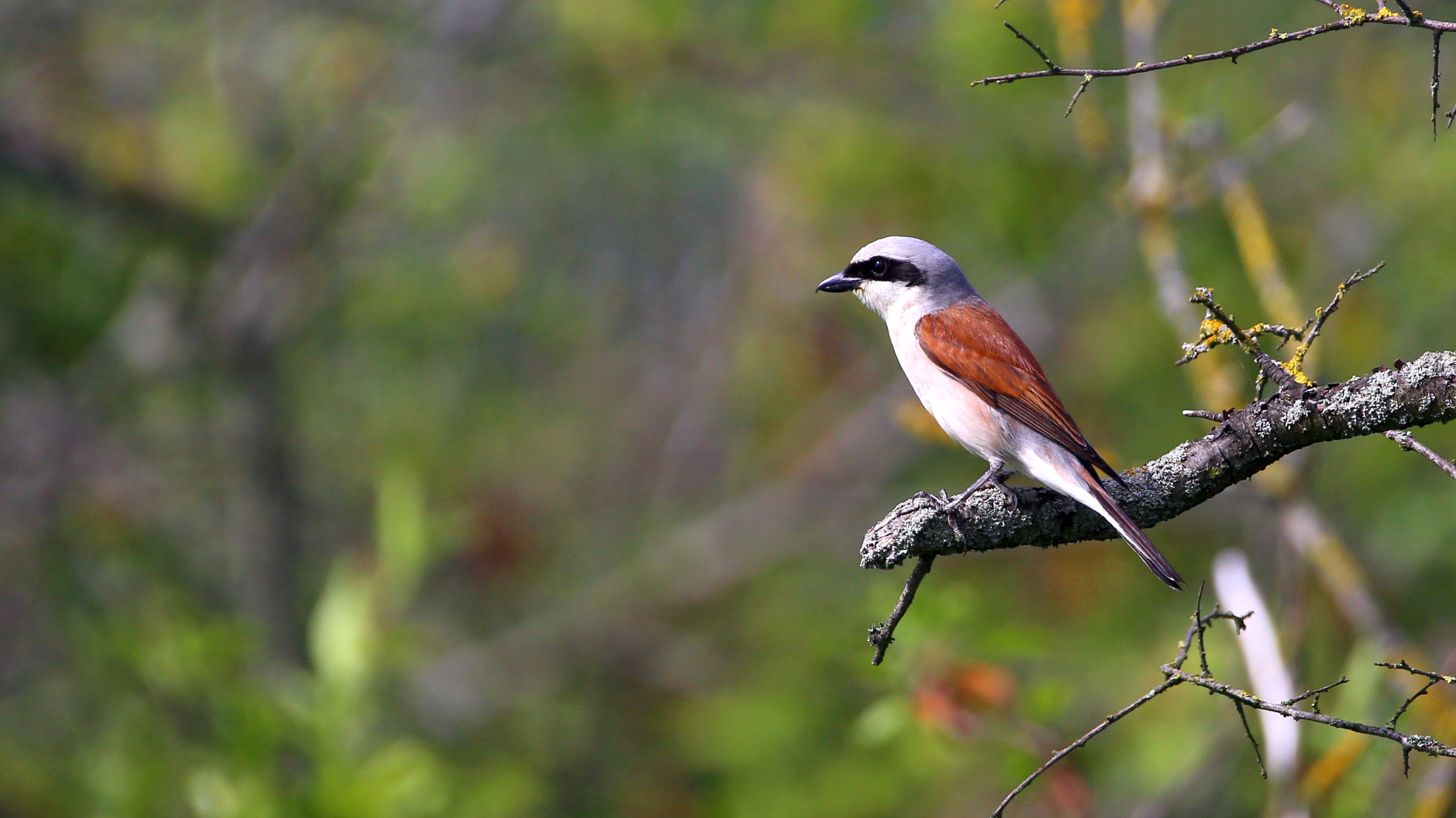 img_7756__Neuntoeter.jpg img_7756__Neuntoeter.jpg