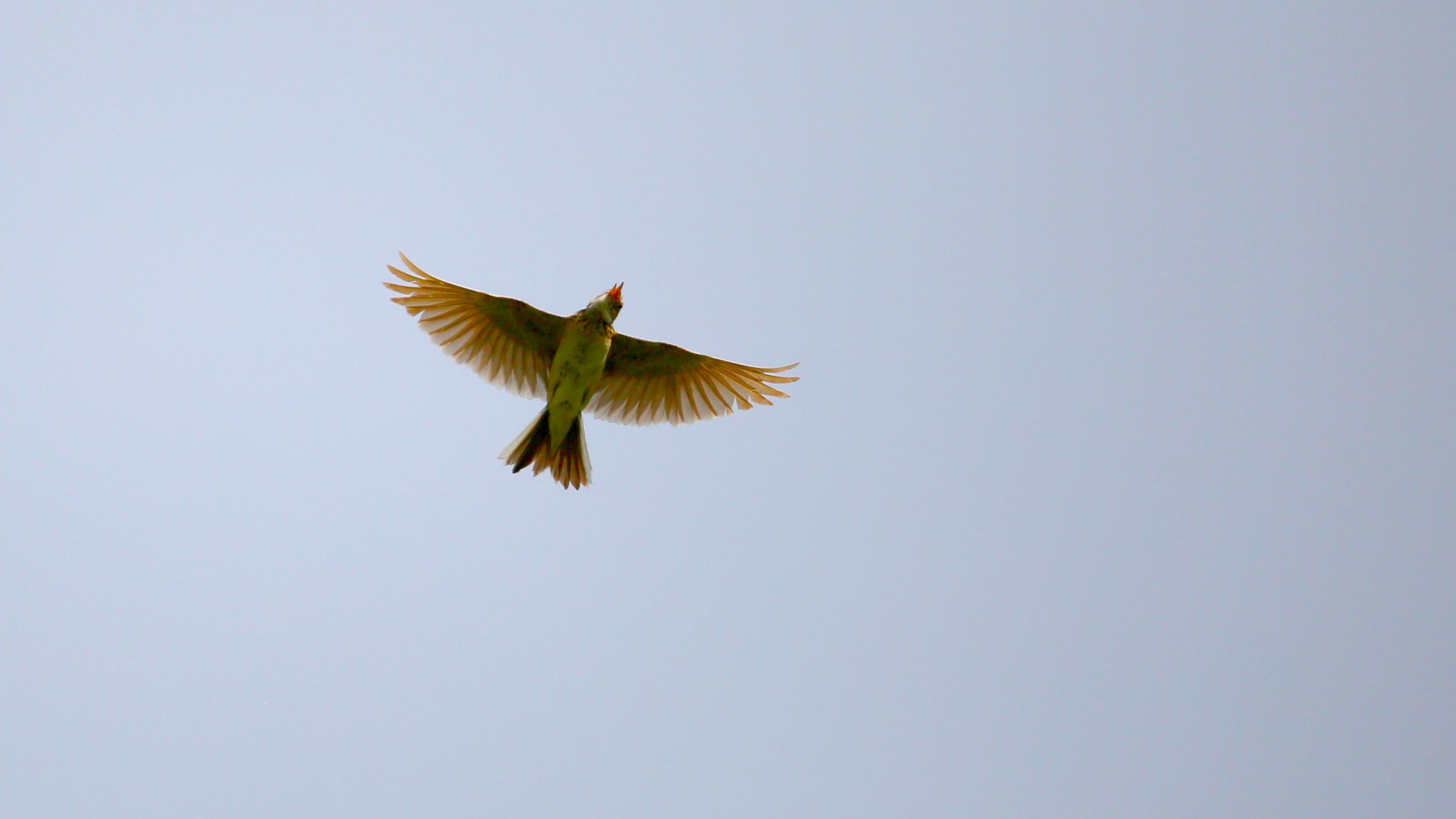 img_7768.jpg