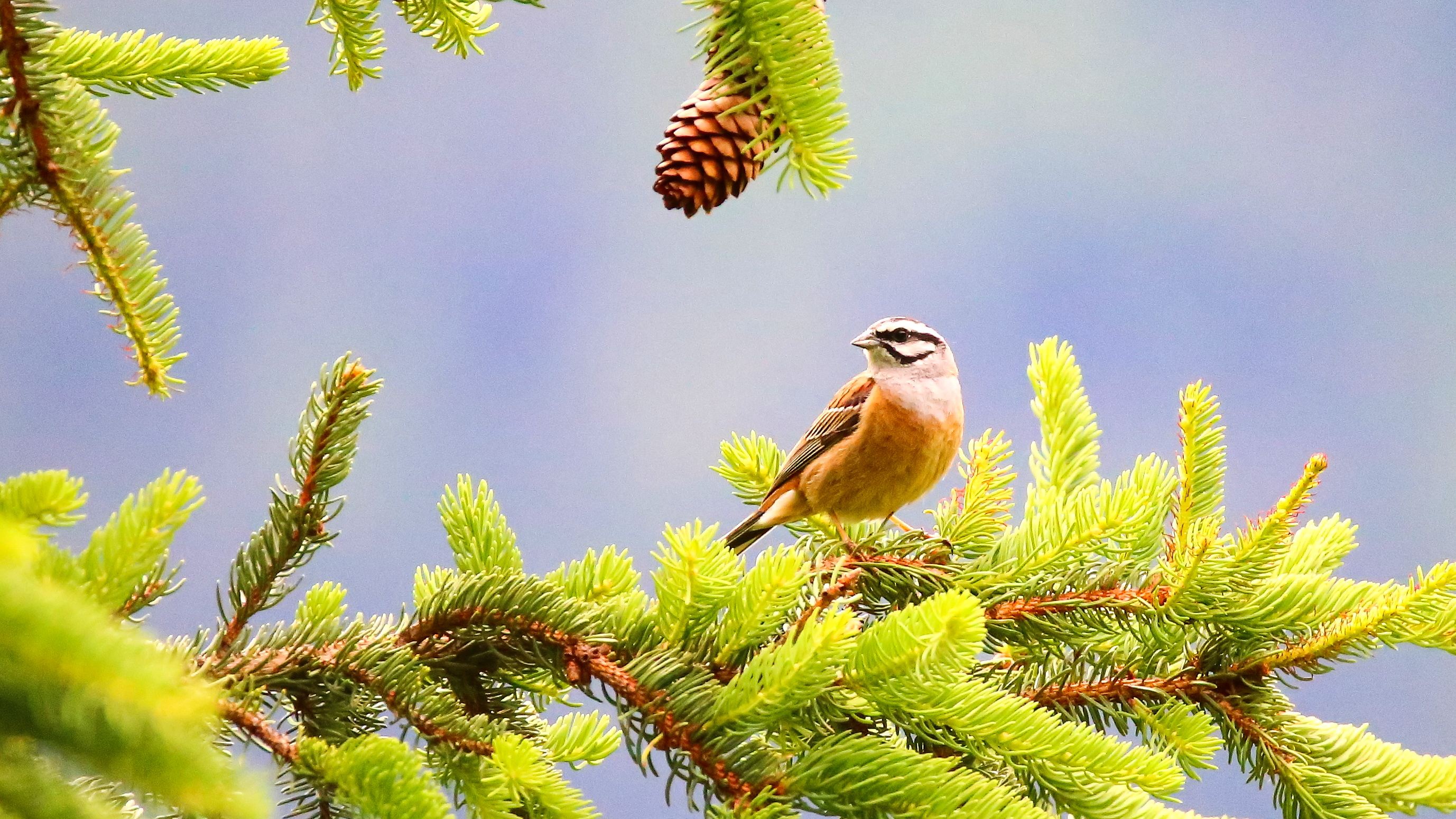 img_7948__Zippammer.jpg img_7948__Zippammer.jpg