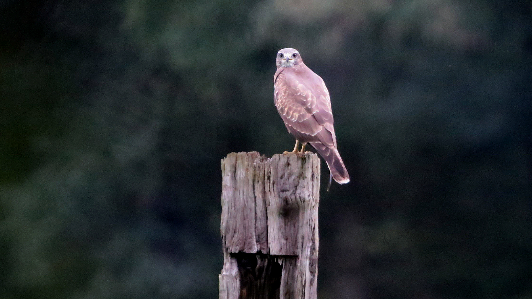 IMG_8963__Maeusebussard.jpg IMG_8963__Maeusebussard.jpg