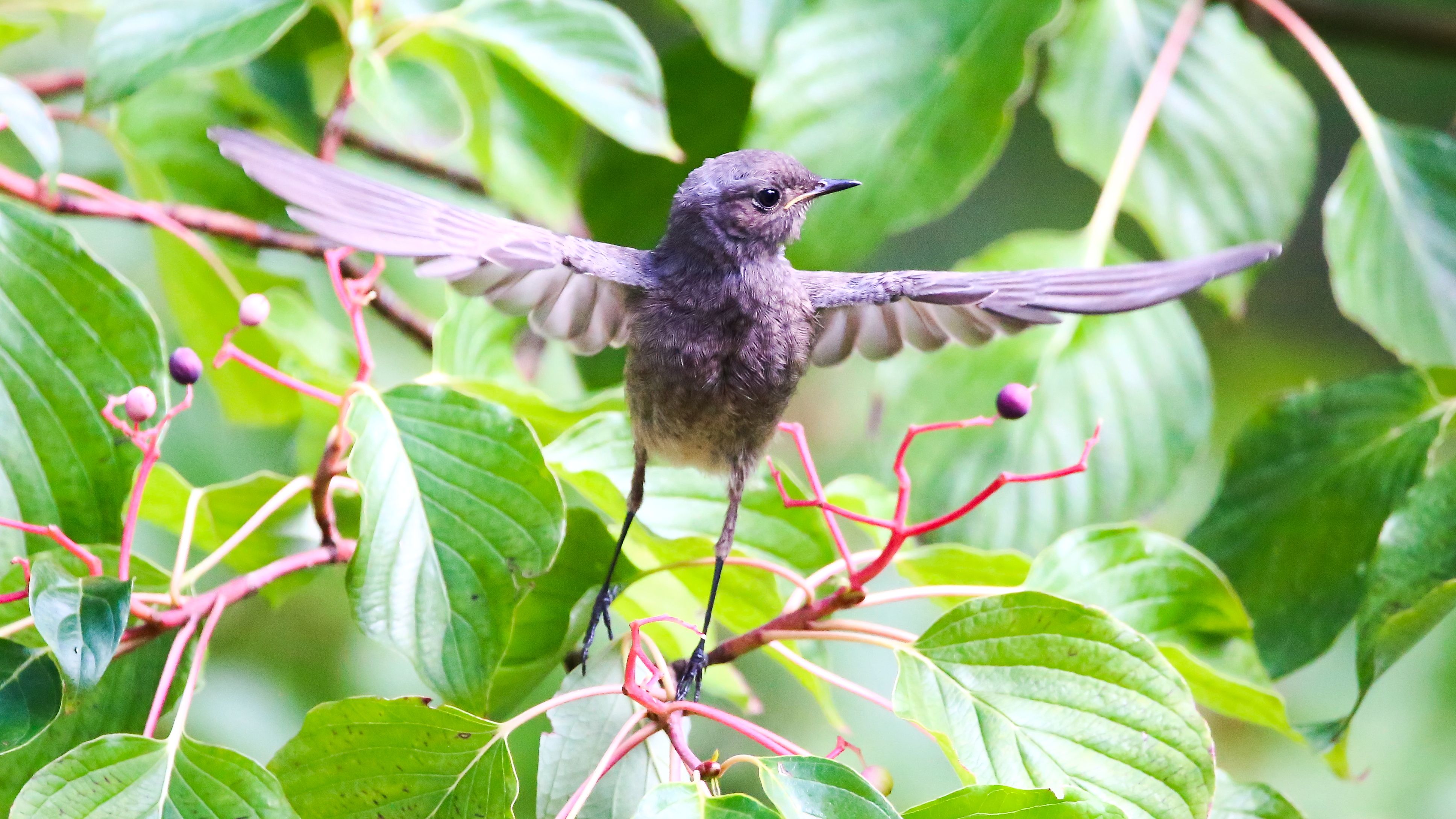 img_8557__Gartenrotschwanz.jpg img_8557__Gartenrotschwanz.jpg