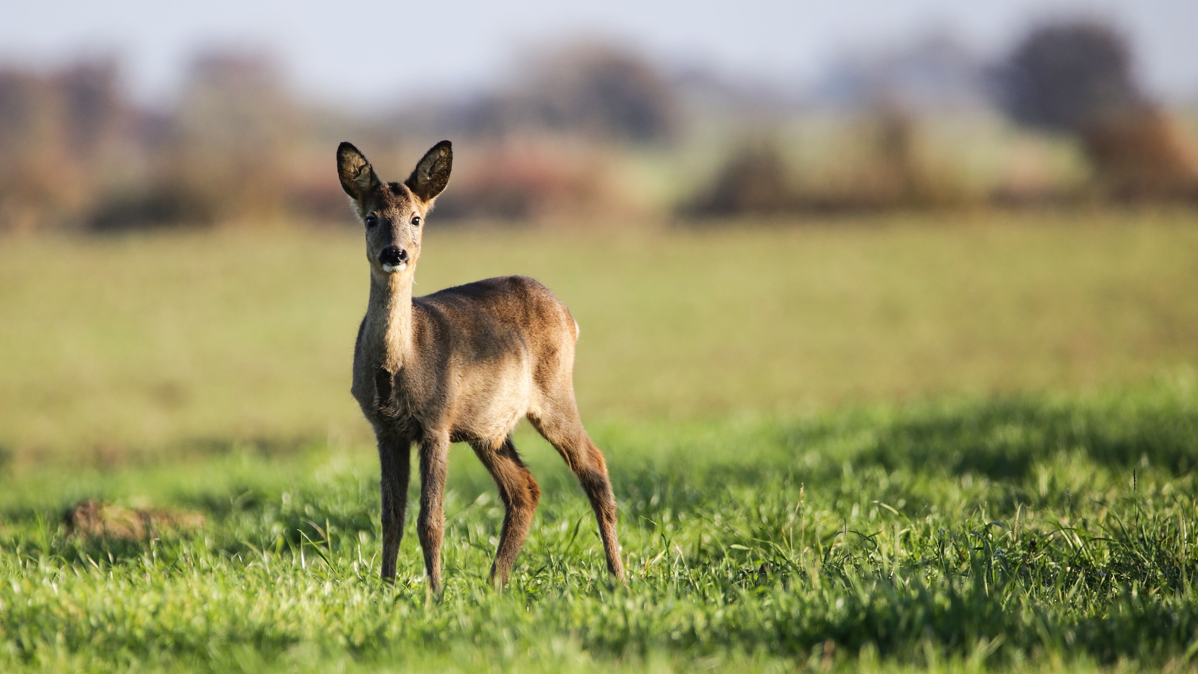 img_9684__Reh.jpg img_9684__Reh.jpg