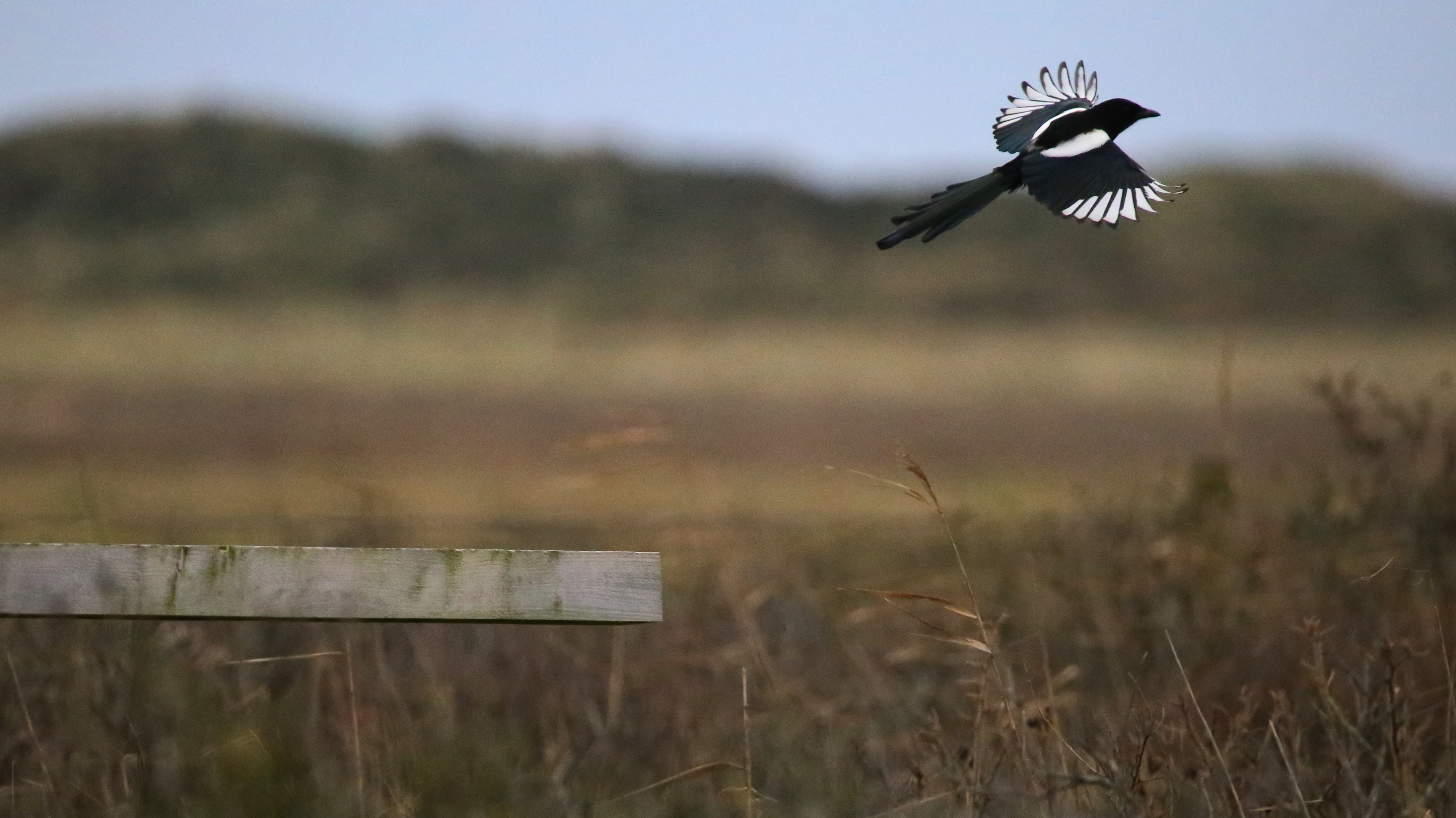 img_0086__Elster.jpg img_0086__Elster.jpg