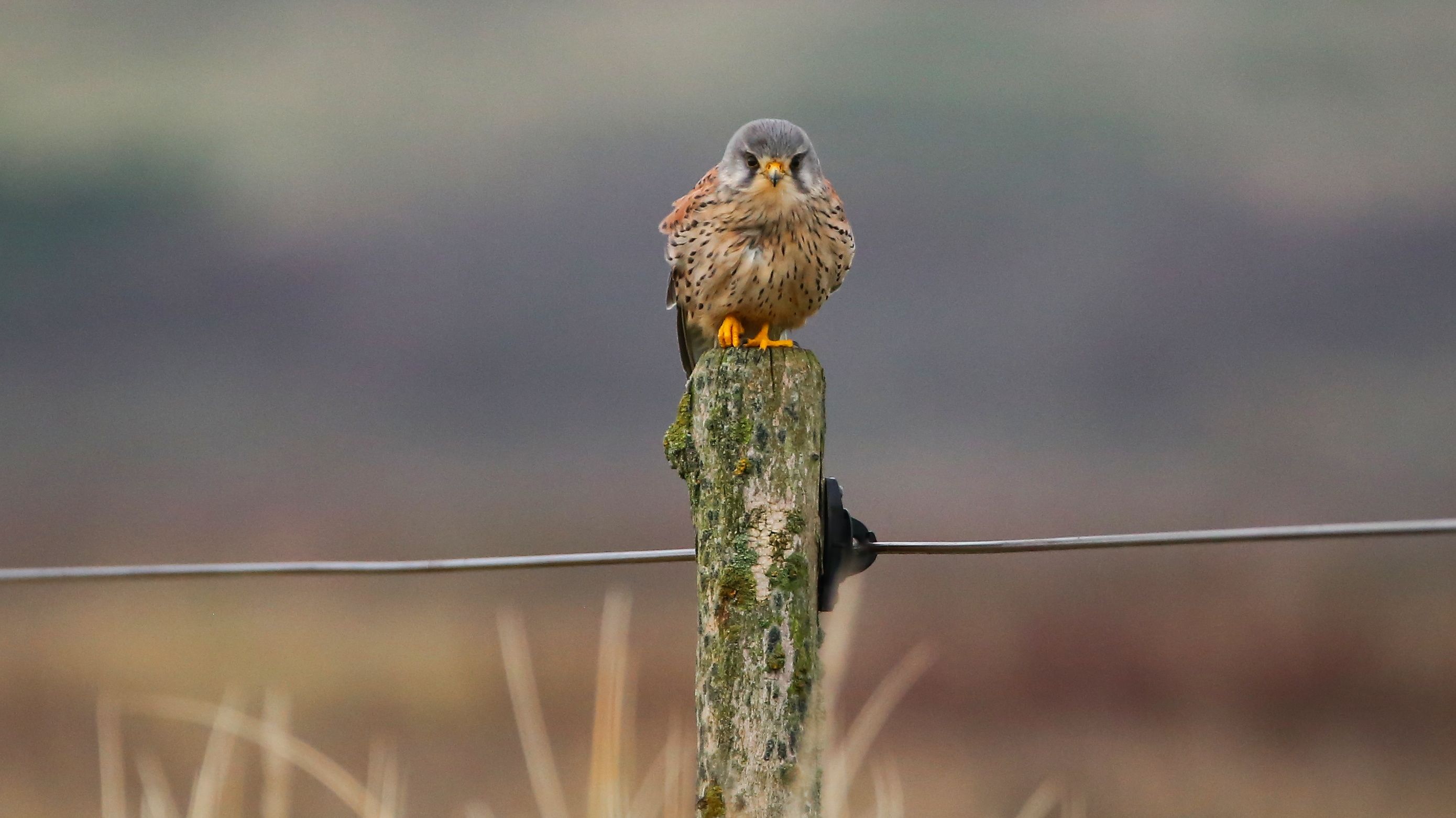 img_0195__Turmfalke.jpg img_0195__Turmfalke.jpg