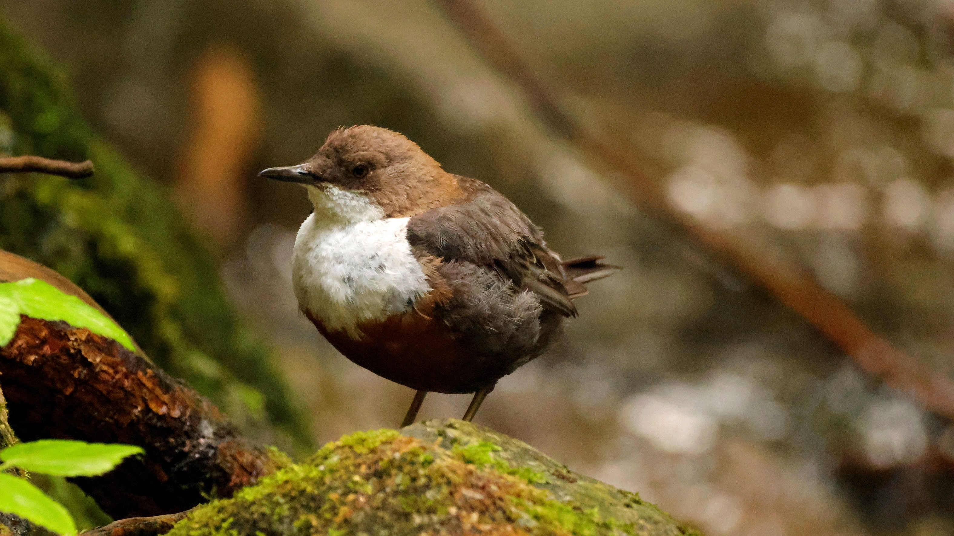 Wasseramsel
