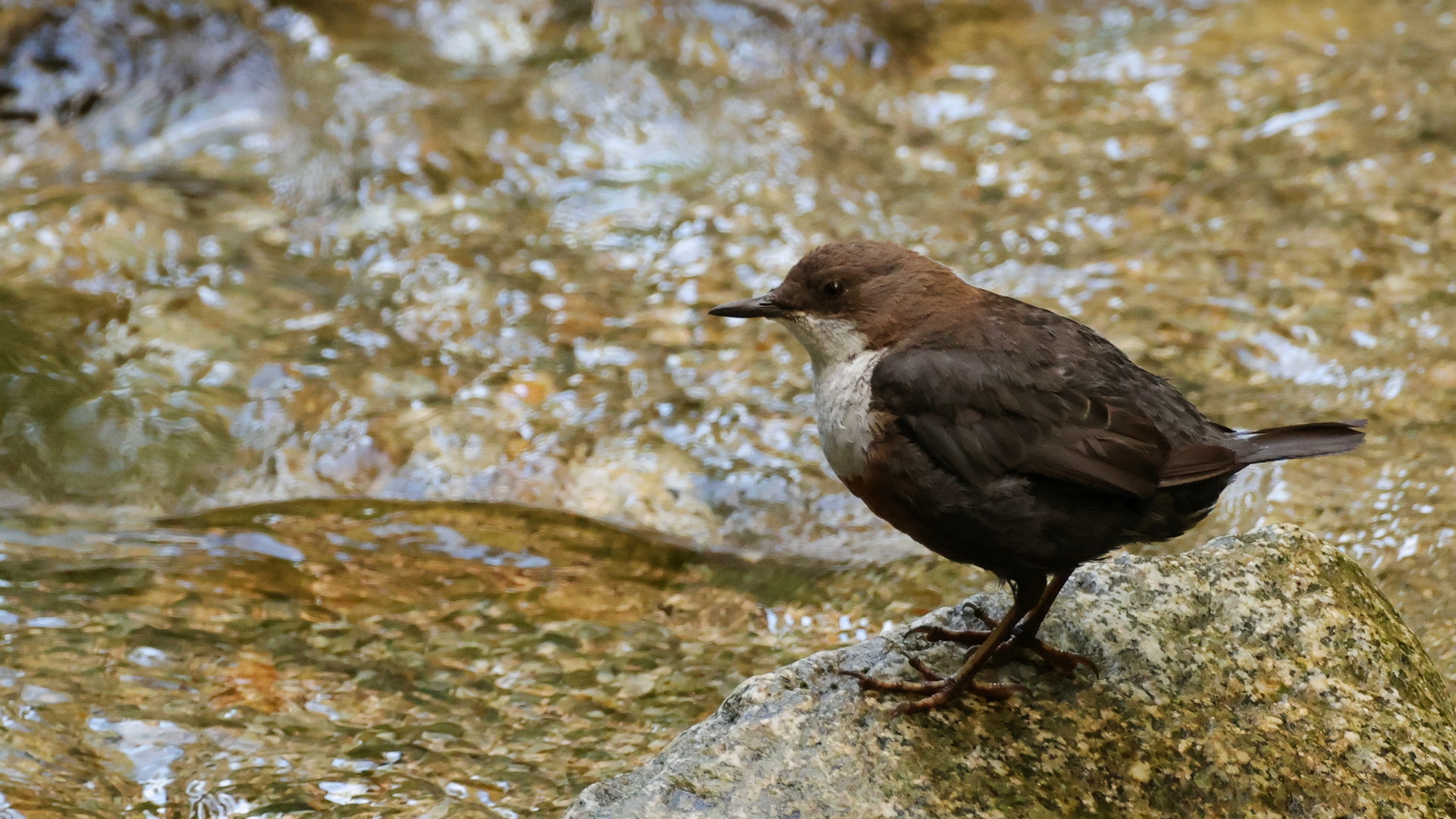 Wasseramsel