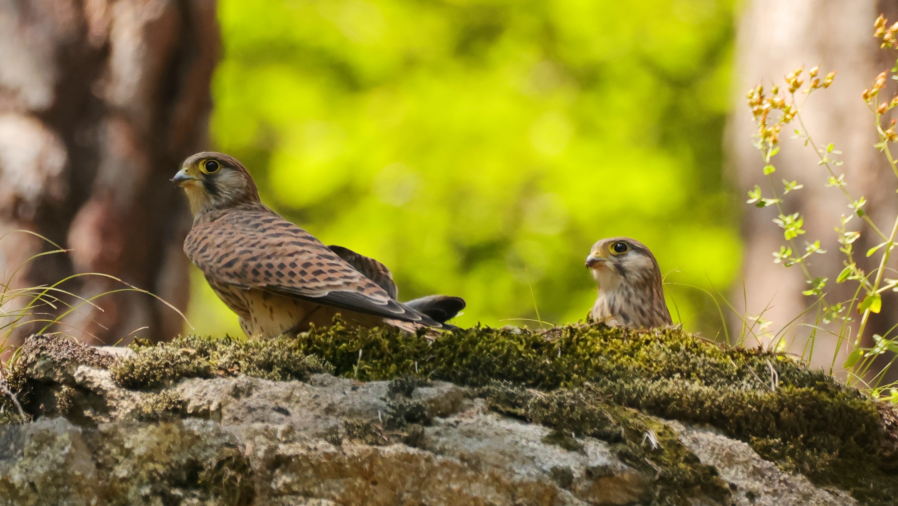 Turmfalke