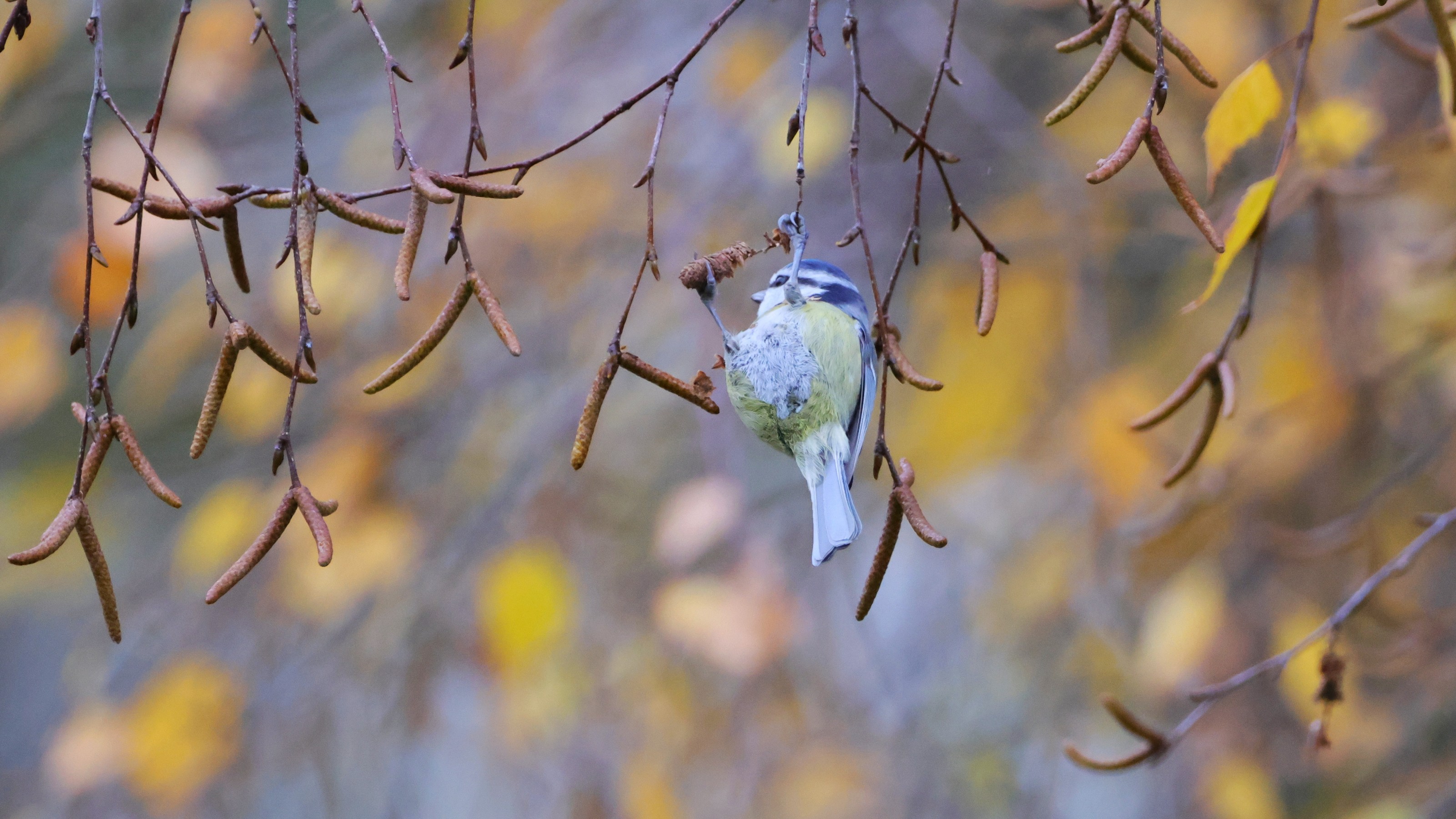 Blaumeise
