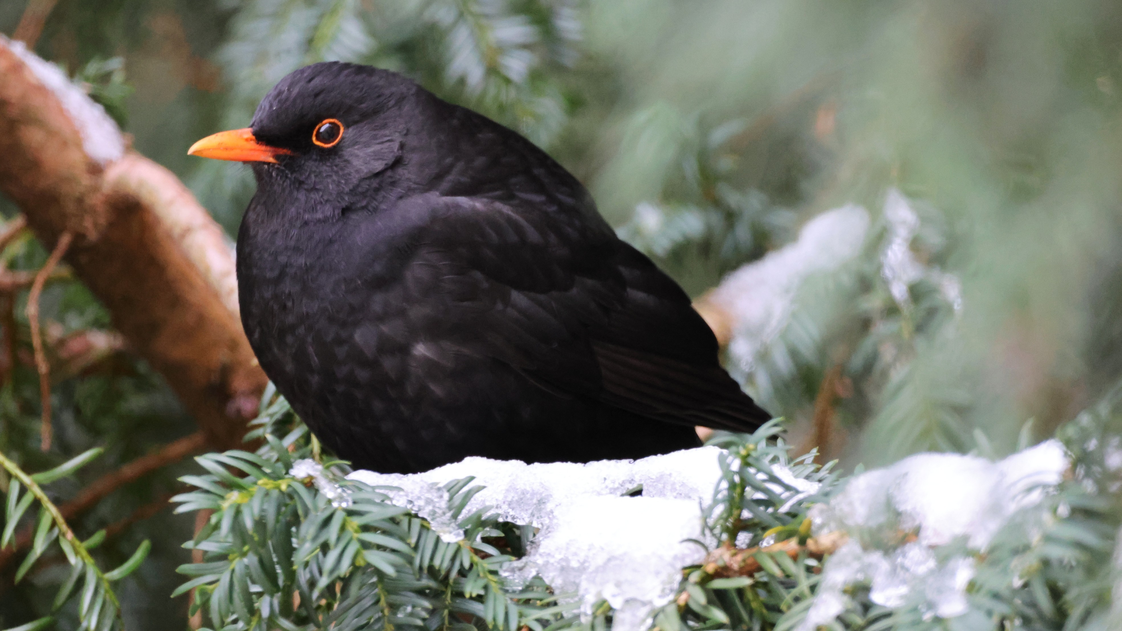 Amsel