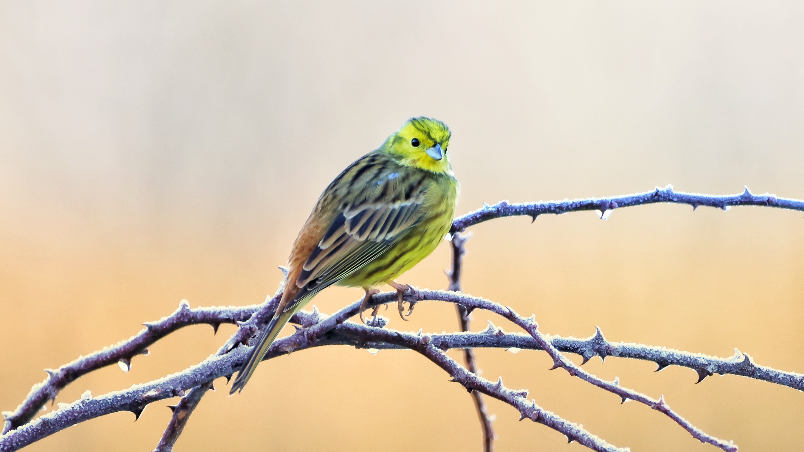 6d804fe0-c52d-439f-b935-e3497a51cd0b__Goldammer.jpg 6d804fe0-c52d-439f-b935-e3497a51cd0b__Goldammer.jpg