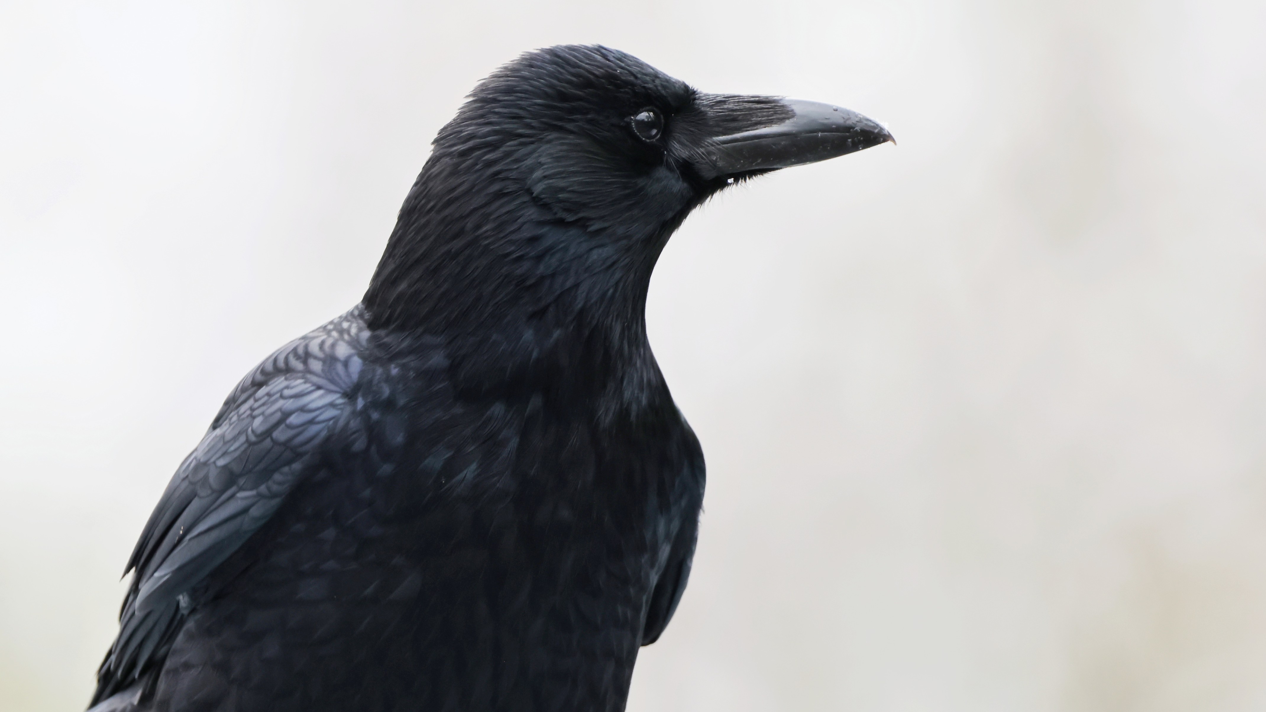 035ba1aa-ee7f-4e62-b6d9-3b56b2fadd37__Rabenkraehe.jpg 035ba1aa-ee7f-4e62-b6d9-3b56b2fadd37__Rabenkraehe.jpg