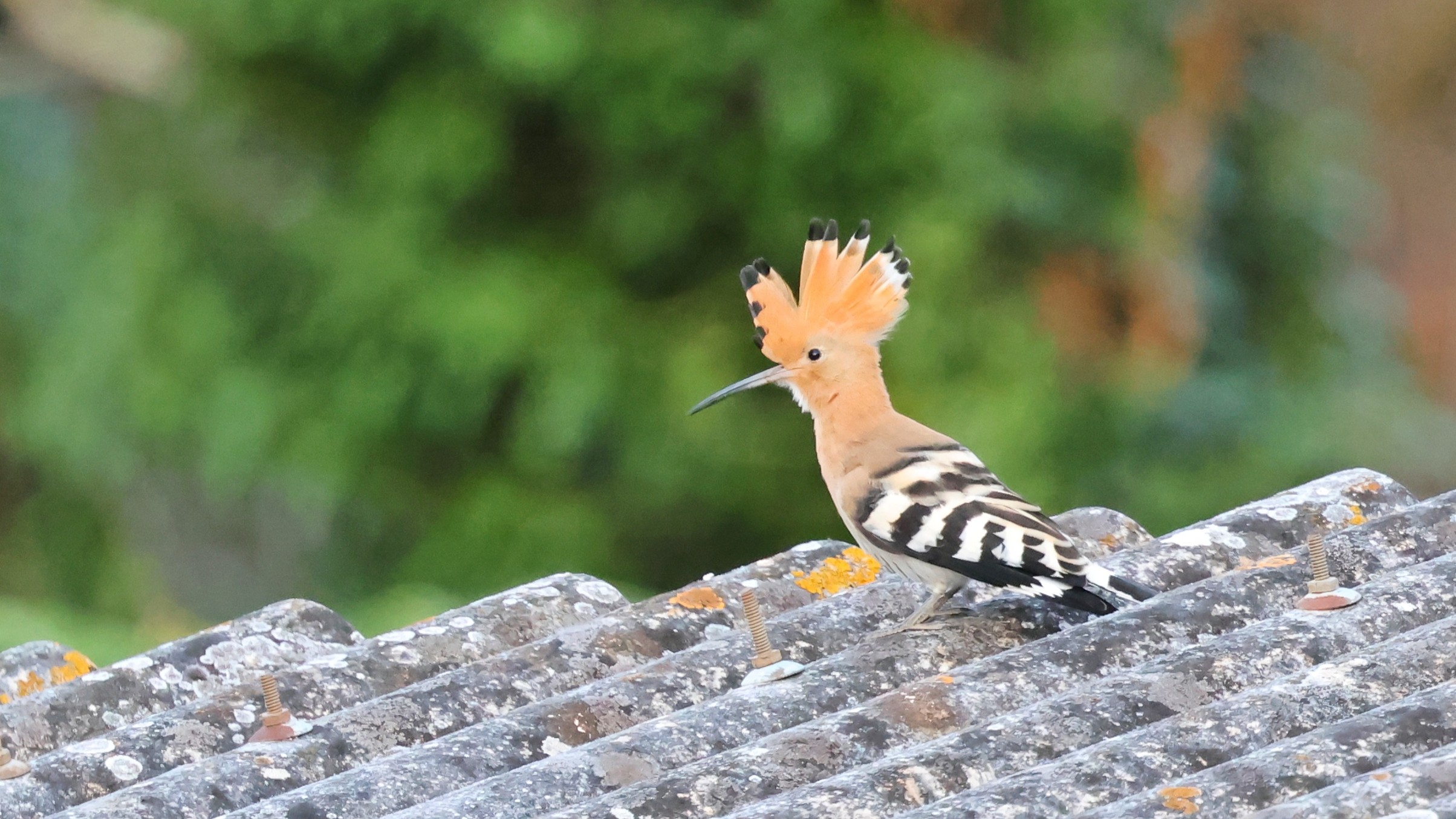 a1102359-9100-4180-bce6-55981778a785__Wiedehopf.jpg a1102359-9100-4180-bce6-55981778a785__Wiedehopf.jpg