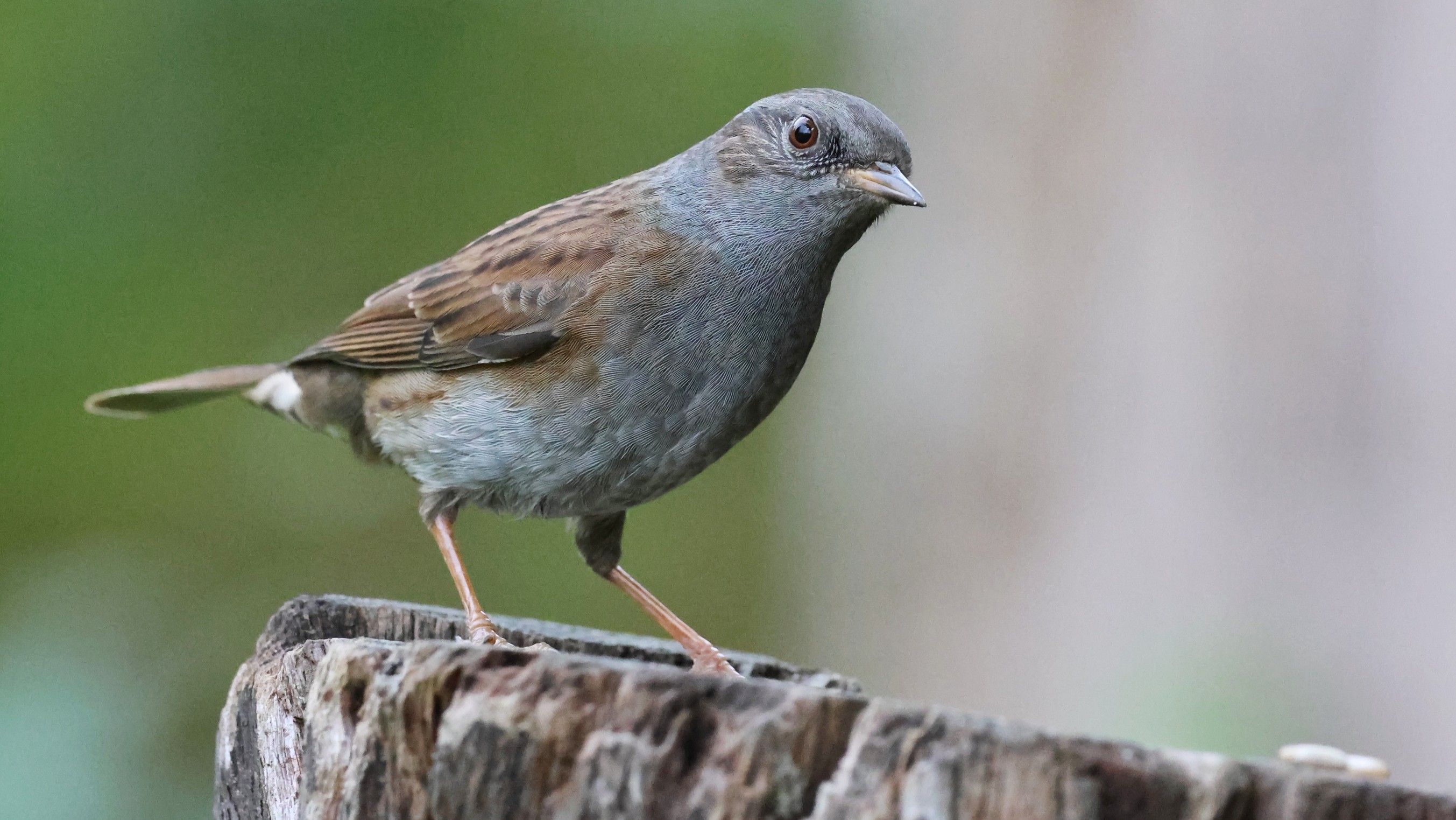 3c76ff895-4724-41a0-90dc-ac9685461d3f.jpg 3c76ff895-4724-41a0-90dc-ac9685461d3f.jpg