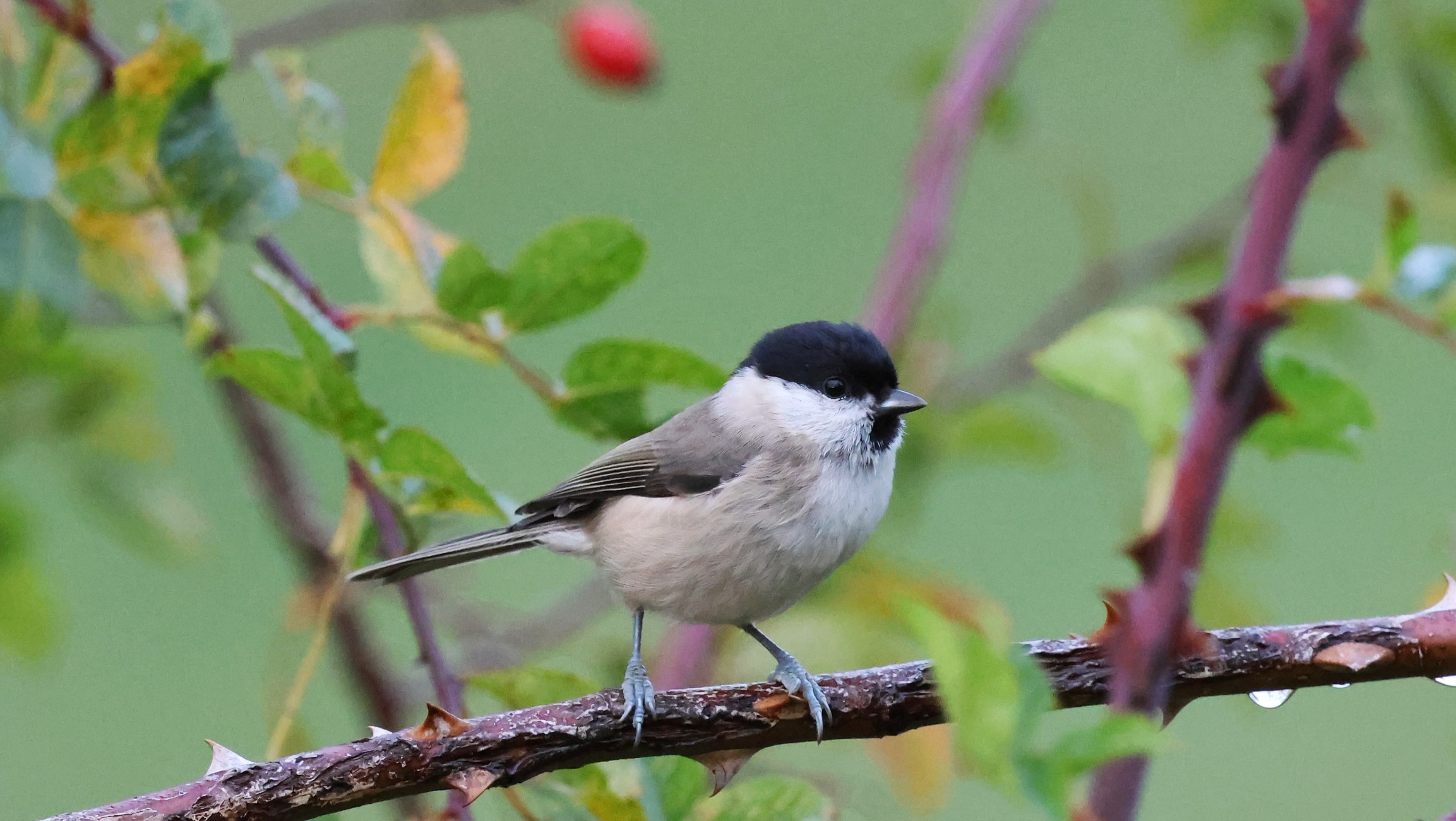 5179ea1e-e528-4d7b-a911-5445cf732080.jpg 5179ea1e-e528-4d7b-a911-5445cf732080.jpg