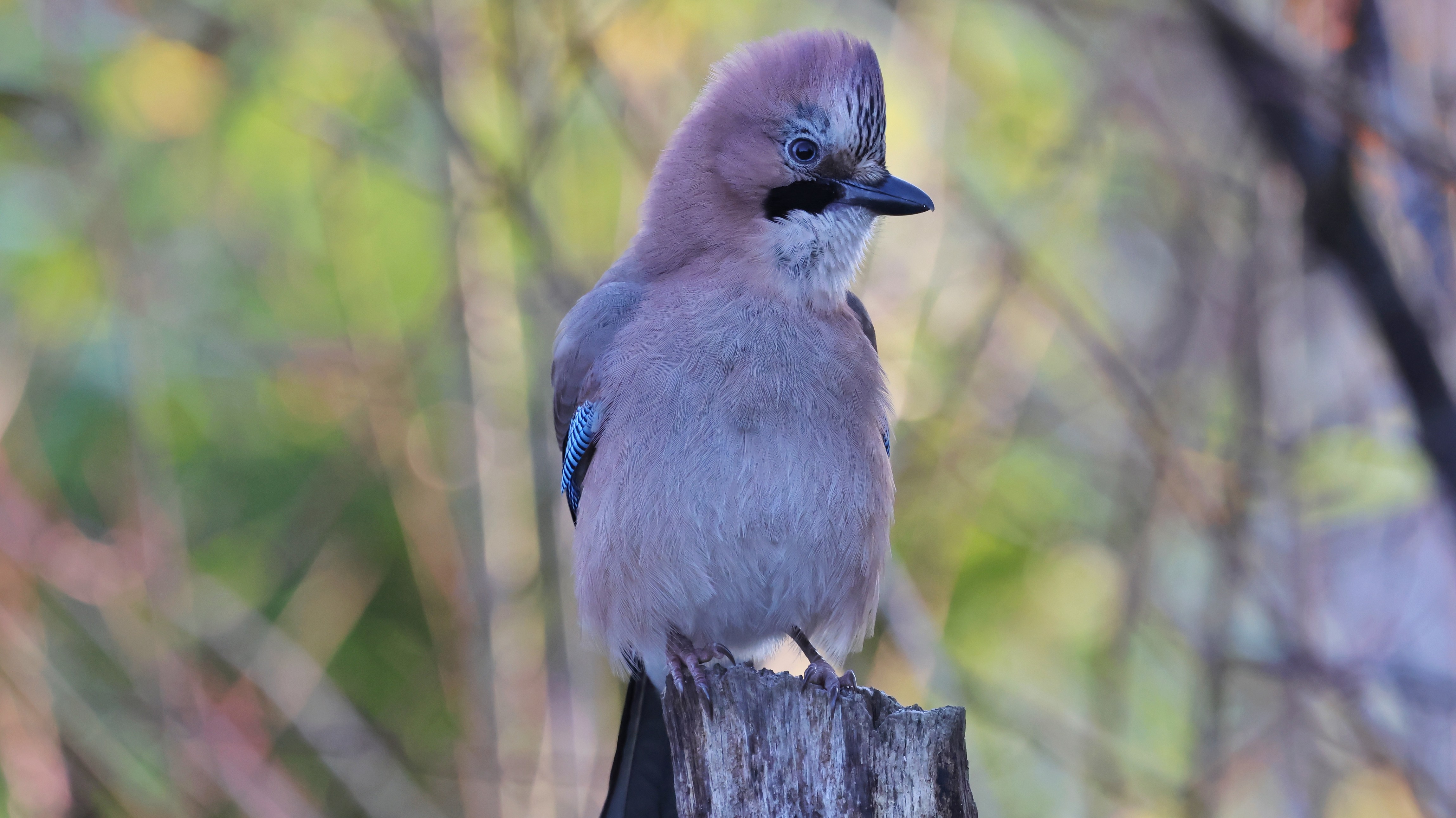 01_912c3cb-3424-47da-a0de-6232399c58ea__Eichelhaeher.jpg 01_912c3cb-3424-47da-a0de-6232399c58ea__Eichelhaeher.jpg