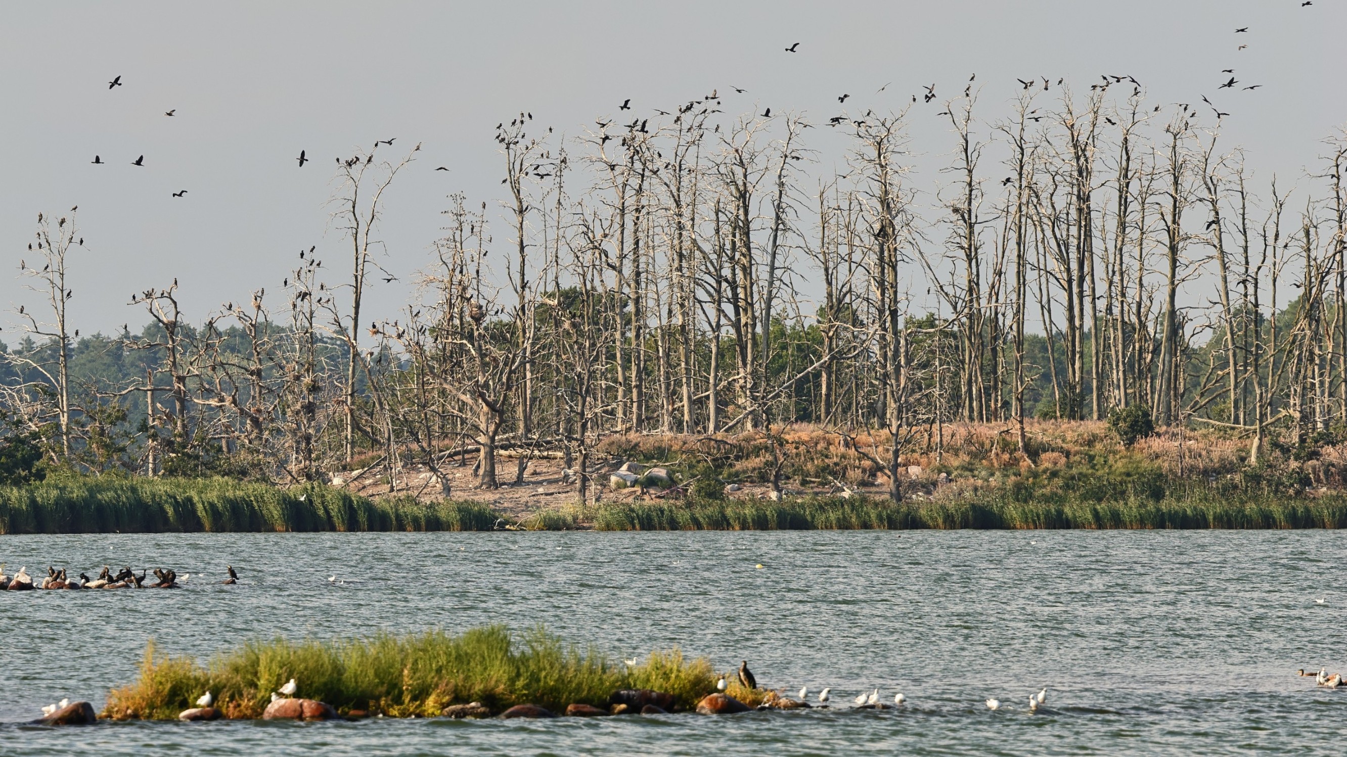 00_56350161-918b-4c16-b7e3-a9e372e59a40__Kormoran.jpg